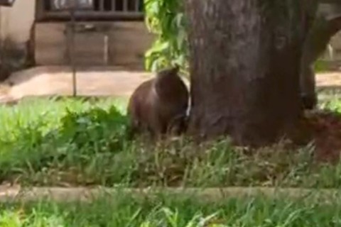 MEIO AMBIENTE: Bombeiros resgatam capivara em avenida de Goiânia
